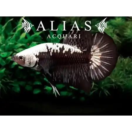 Betta splendens Maschio Samurai Black