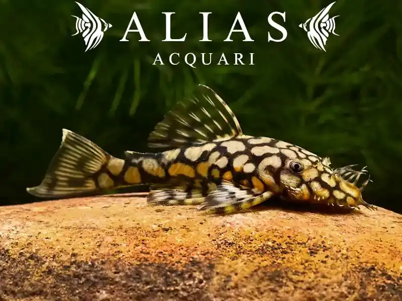 L519 Ancistrus Rio Itenez