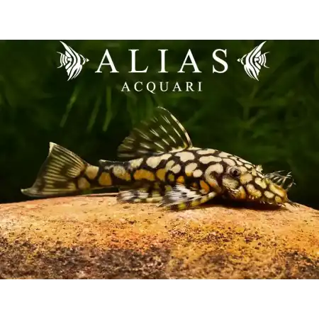 L519 Ancistrus Rio Itenez