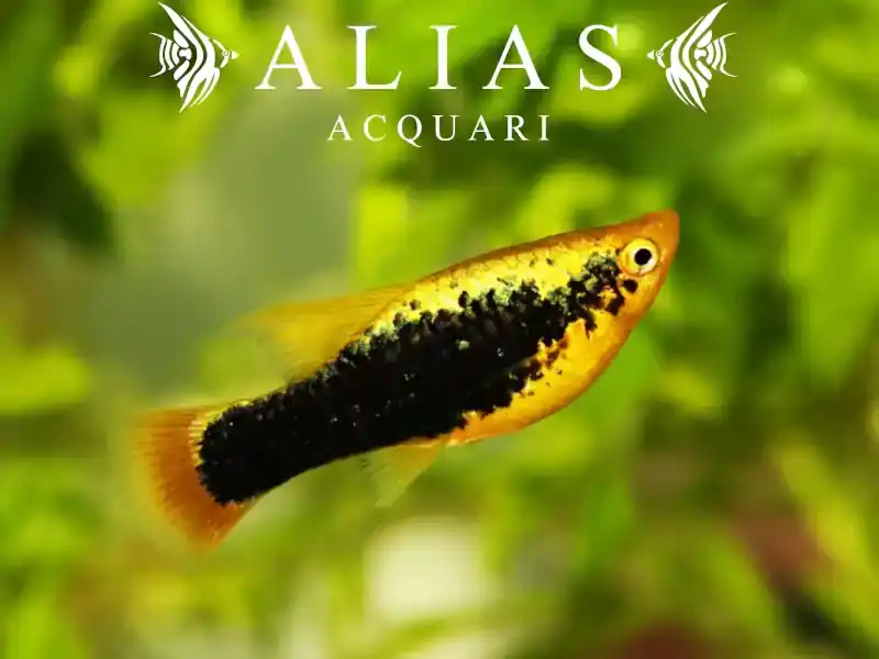 Platy Yellow Tuxedo