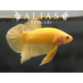 Betta Plakat Halfmoon Yellow Maschio | Betta splendens | Alias Acquari