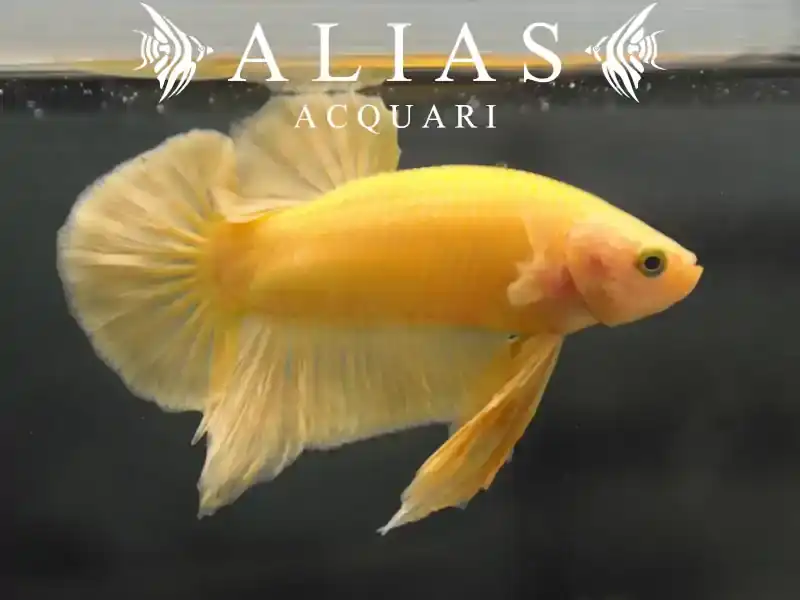 Betta Plakat Halfmoon Yellow Maschio | Betta splendens | Alias Acquari