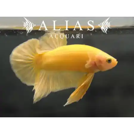 Betta Plakat Halfmoon Yellow Maschio | Betta splendens | Alias Acquari