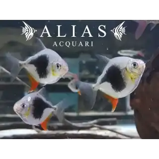 Myleus Schomburgki Blackberry