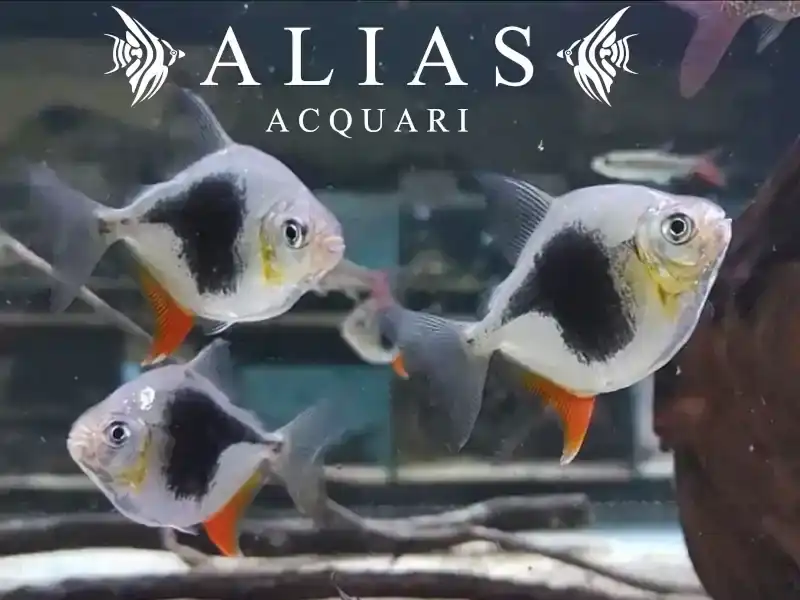 Myleus Schomburgki Blackberry