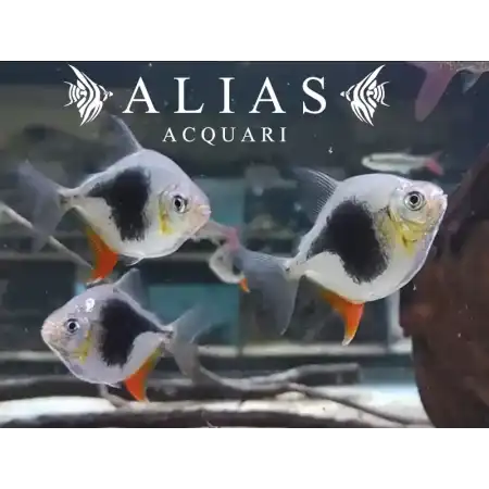 Myleus Schomburgki Blackberry