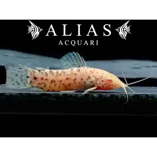 Hoplosternum thoracatum albino