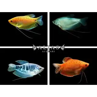 Trichogaster trichopterus mix