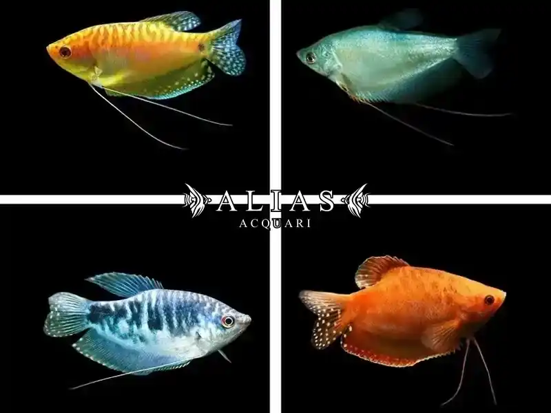 Trichogaster trichopterus mix