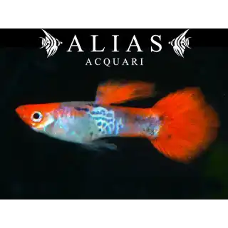 Guppy Maschio Cobra Red Cap