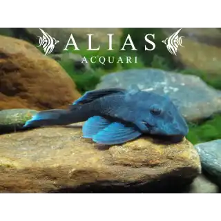 L239 Panaque sp. Blue Fin