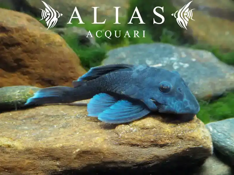 L239 Panaque sp. Blue Fin