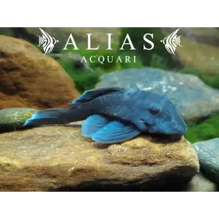 L239 Panaque sp. Blue Fin