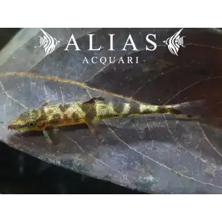 Homaloptera Ogilviei