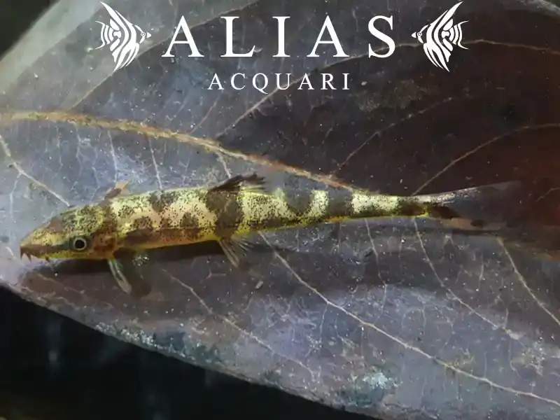 Homaloptera Ogilviei