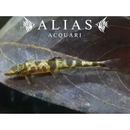 Homaloptera Ogilviei