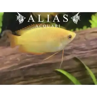 Colisa Sota Gold Dwarf