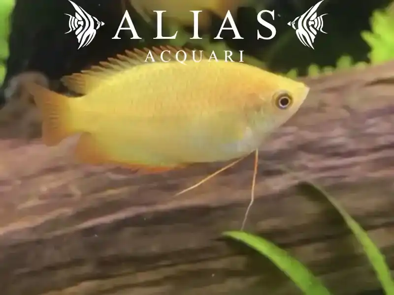 Colisa Sota Gold Dwarf