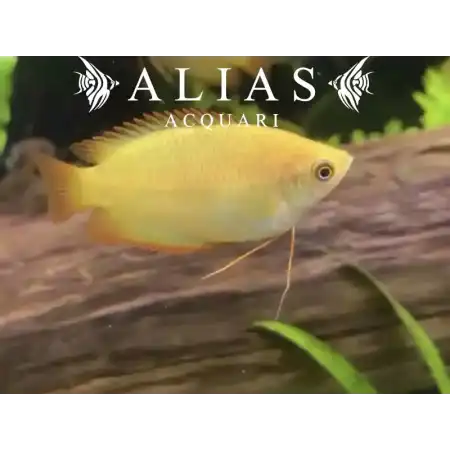 Colisa Sota Gold Dwarf