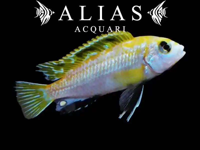 Labidochromis sp. Perlmutt