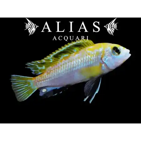 Labidochromis sp. Perlmutt