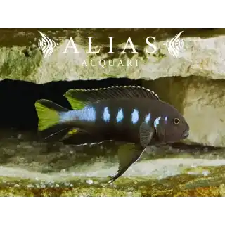 Pseudotropheus Elongatus Chewere