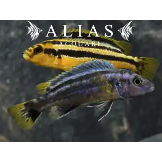 Melanochromis Chipokae