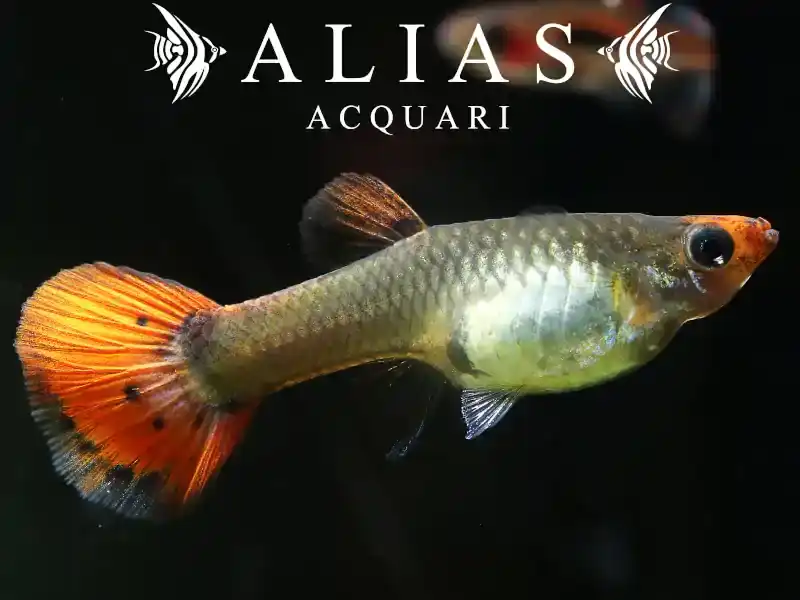 Guppy femmina Koi Tuxedo