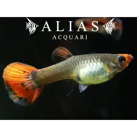 Guppy femmina Koi Tuxedo