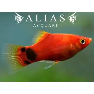 Platy Mickey Mouse Red