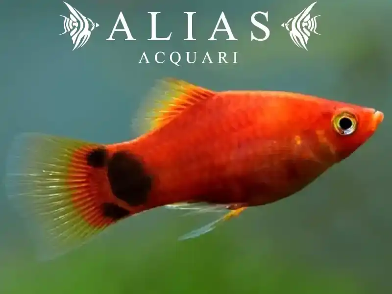 Platy Mickey Mouse Red