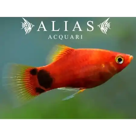 Platy Mickey Mouse Red