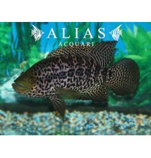 Cichlasoma Managuense