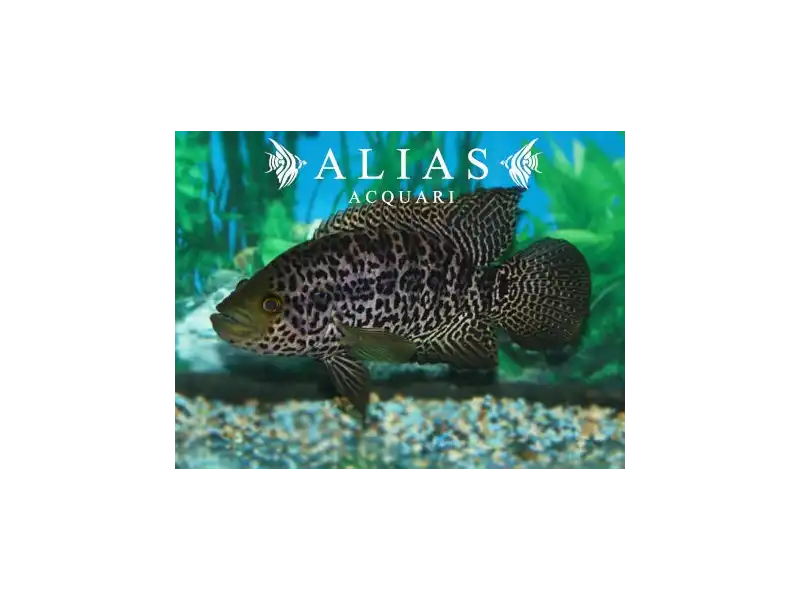 Cichlasoma Managuense