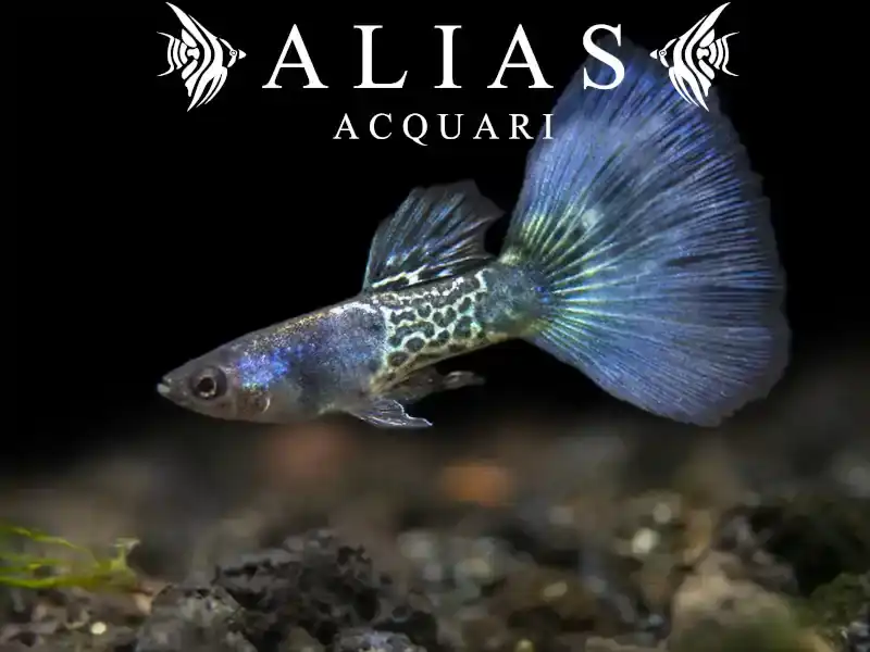 Guppy in coppia Metal Snakeskin Blue Tail