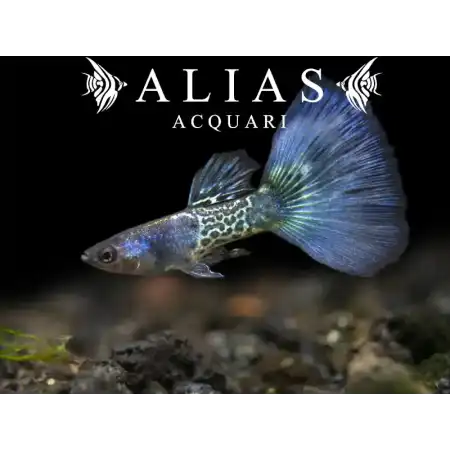 Guppy in coppia Metal Snakeskin Blue Tail