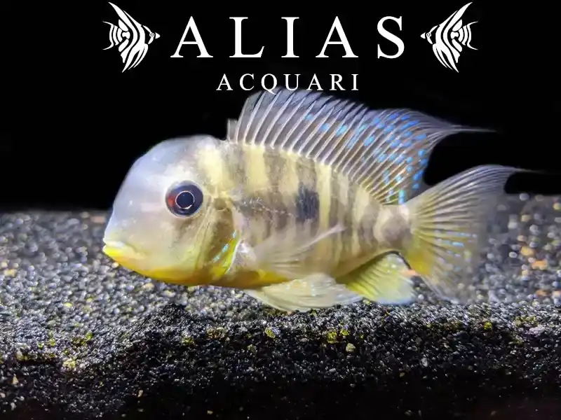 Gymnogeophagus balzanii