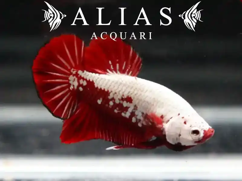 Betta splendens Maschio Samurai Red