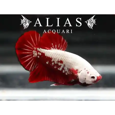 Betta splendens Maschio Samurai Red
