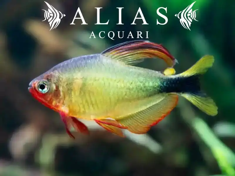 Hyphessobrycon Procyon