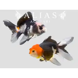 Carassius auratus Multi Colour Oranda