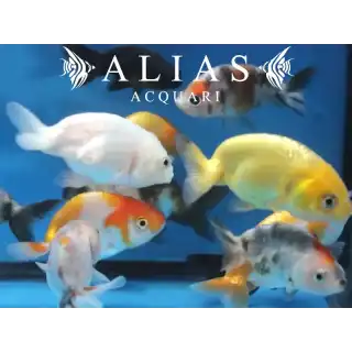 Carassius auratus ranchu mix