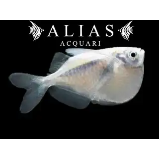 Thoracocharax stellatus
