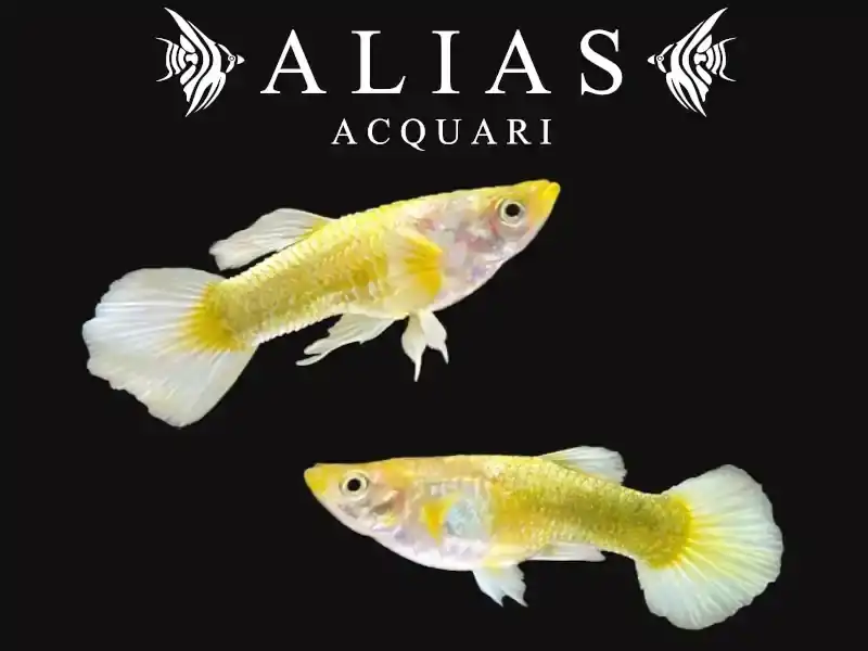 Guppy in coppia Full Gold Vietnam