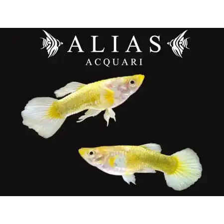 Guppy in coppia Full Gold Vietnam