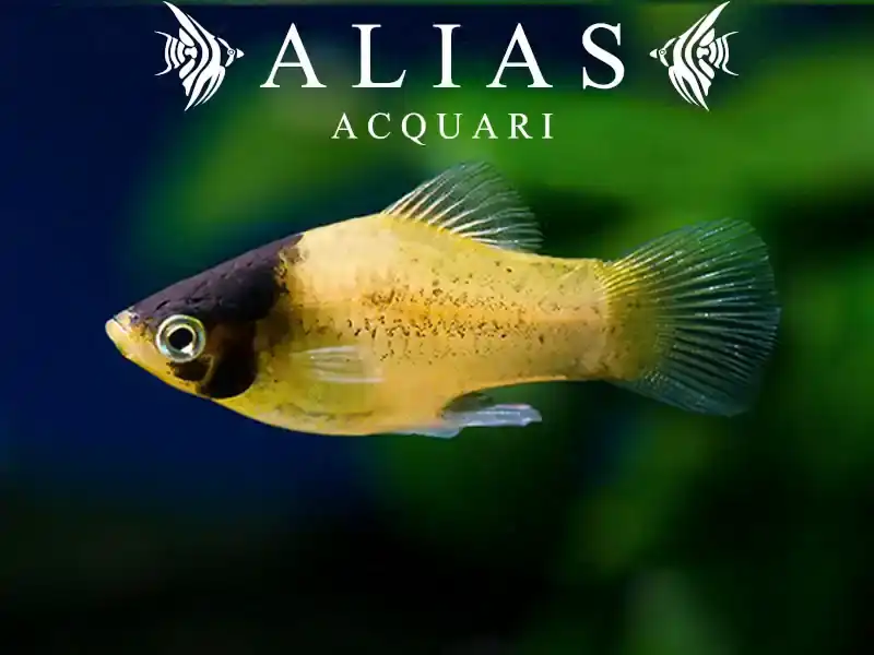 Platy Bumble Bee