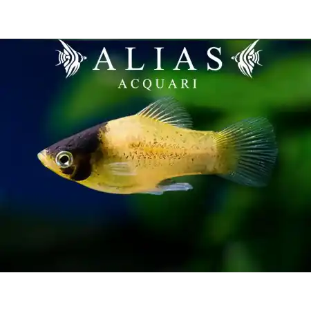 Platy Bumble Bee