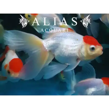 Carassius auratus red cap long fin