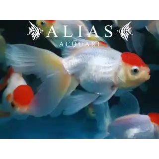Carassius auratus red cap long fin