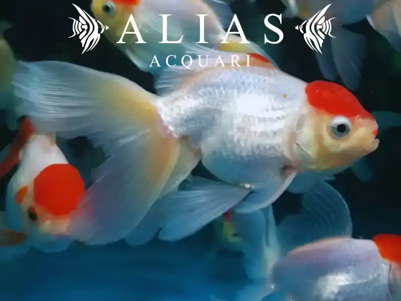 Carassius auratus red cap long fin